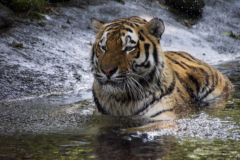 _DSC4763 Siberische tijger