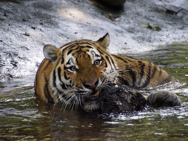 _DSC4799 Siberische tijger