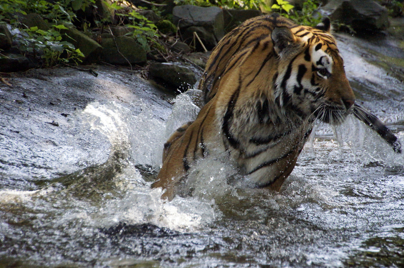 _DSC4850 Siberische tijger