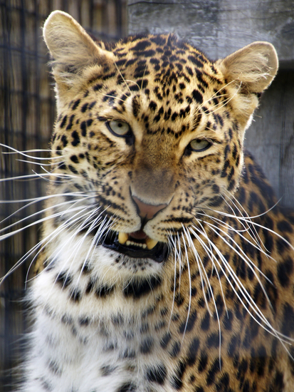 _DSC8979 Noord Chinese panter