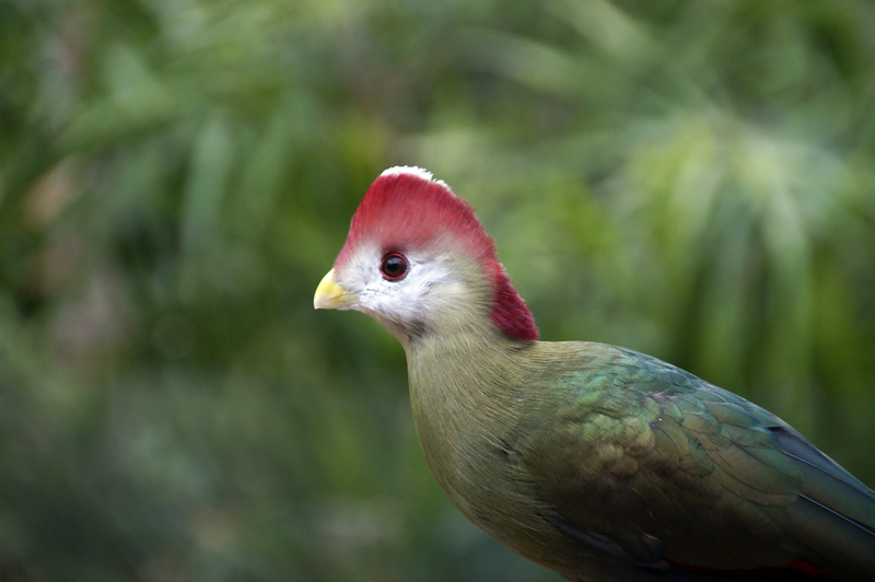 _DSC1866 Roodkuiftoerako