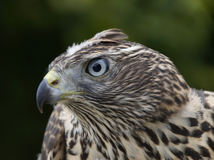 _DSC2564 Buizerd (jong)