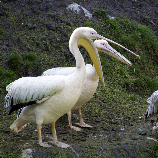 _DSC5986 Roze Pelikanen (jong)