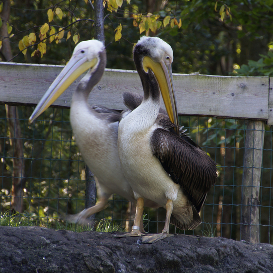 _DSC6010 Roze Pelikaan (jong)