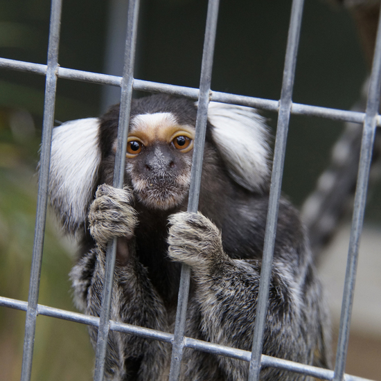 _DSC3006 Penseelaapje