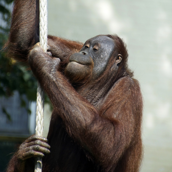 _DSC4965 Orang oetan