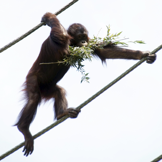 _DSC4968 Orang oetan