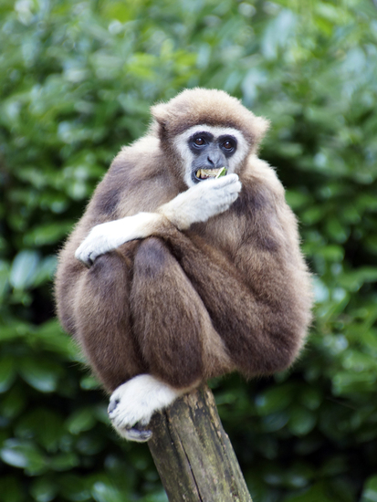 _DSC5025 Withandgibbon