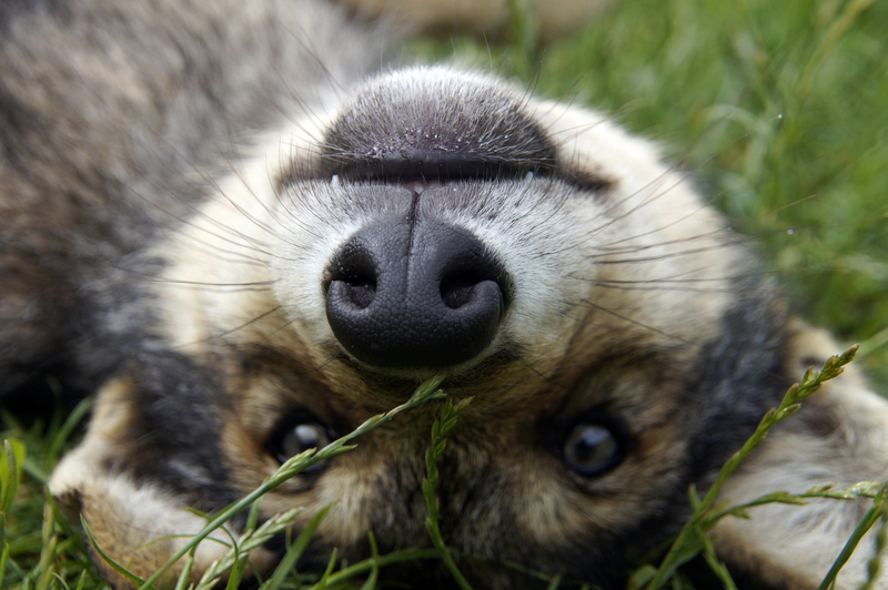 _DSC2184 Europese wolf (jong)