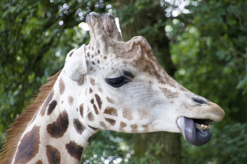 _DSC5311 Rothschild Giraffe