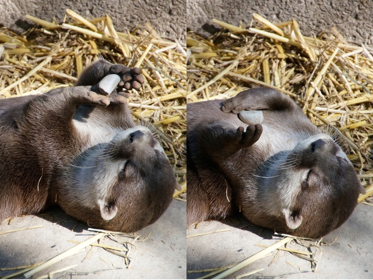 _DSC125354 Kleinklauwotter