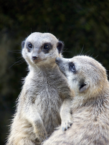 _DSC3897 Stokstaartjes