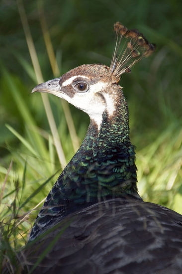 _DSC7577 Bruine pauw