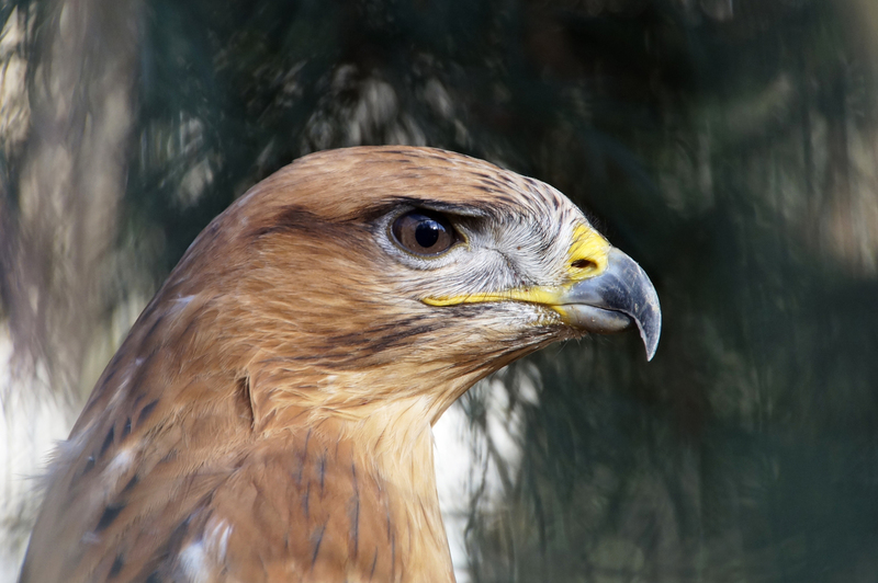 _DSC1988 Arendbuizerd