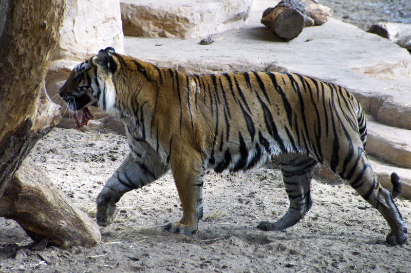 _DSC7079 Bengaalse tijger