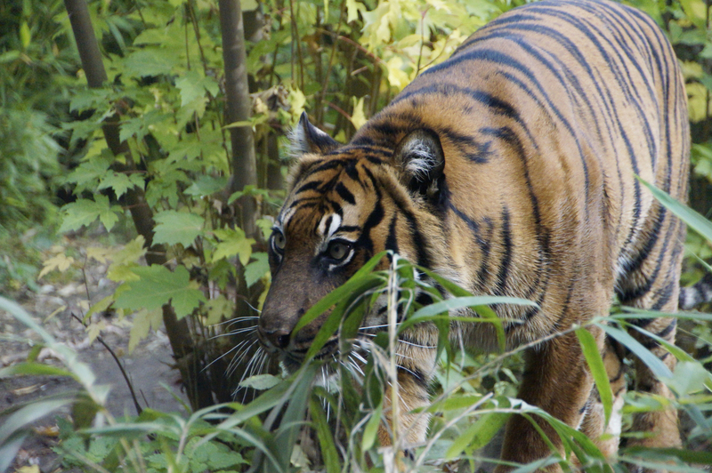 _DSC0514 Sumatraanse tijger