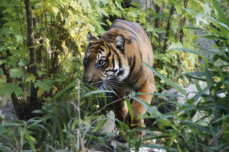 _DSC0603 Sumatraanse tijger