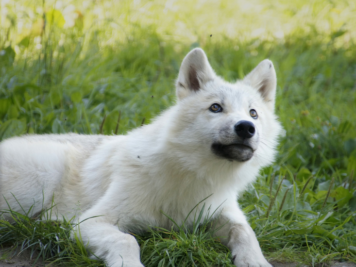 _DSC7344 Hudson Bay wolf