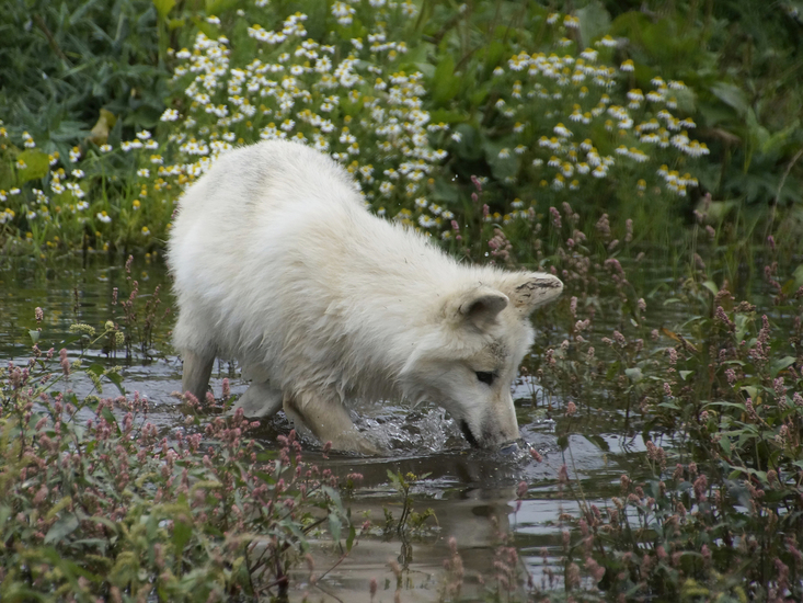 _DSC8114 Hudson Bay wolf
