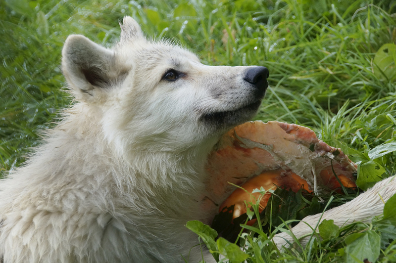 _DSC8980 Hudson Bay wolf