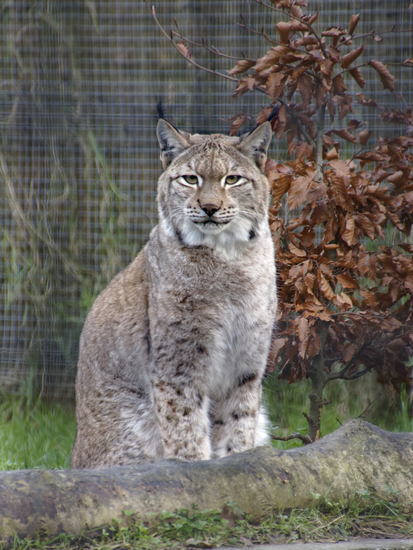 _DSC2829 Euraziatische lynx