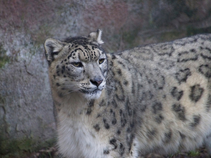 _DSC6131 Sneeuwpanter