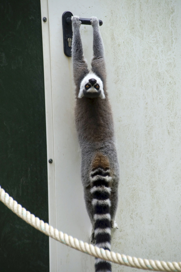 _DSC7876 Ringstaartmaki