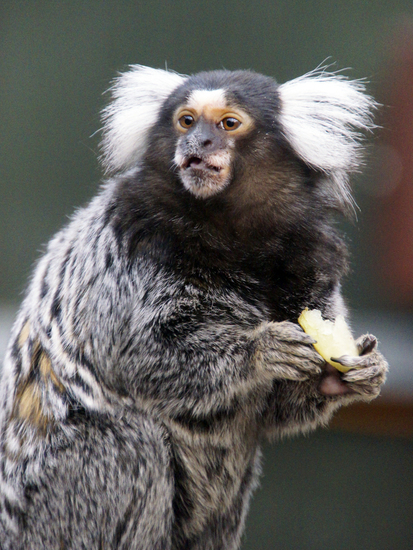 _DSC2971 Penseelaapje