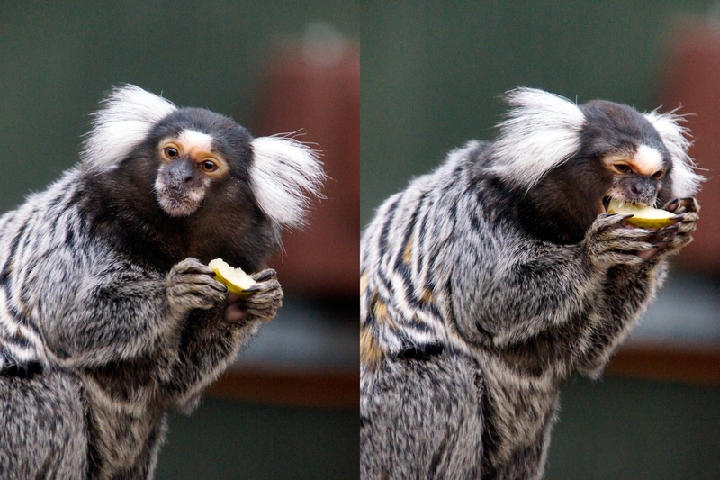 _DSC295259 Penseelaapje