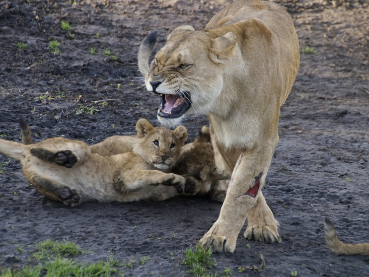 _DSC5501 Afrikaanse leeuwin met jong