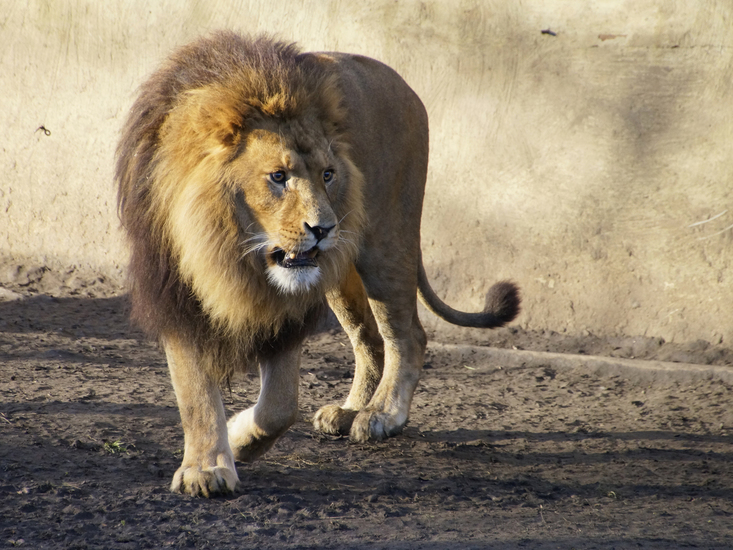 _DSC5453 Afrikaanse leeuw