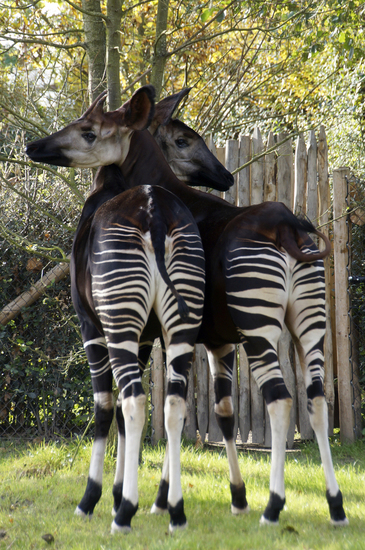 _DSC0882 Okapi