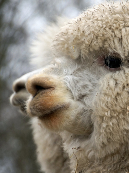 _DSC2495 Alpaca