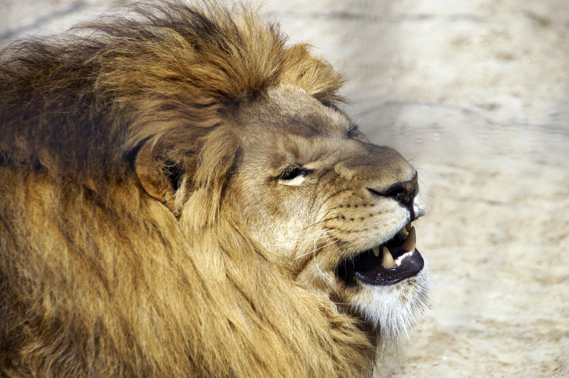 _DSC9338 Afrikaanse leeuw