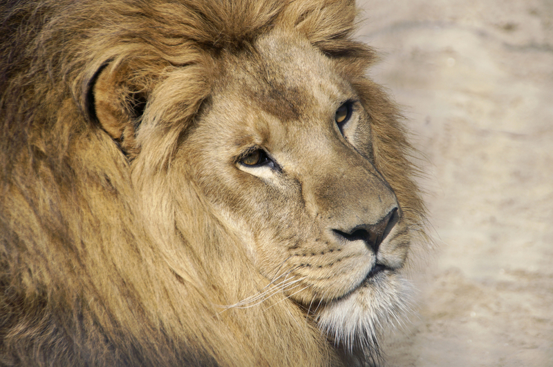 _DSC9325 Afrikaanse leeuw