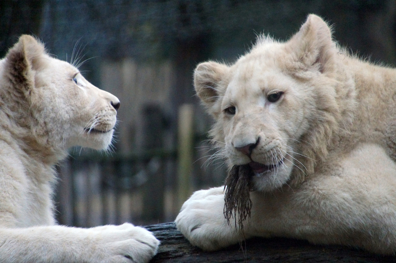 DSC05417 Afrikaanse witte leeuwen (jong)