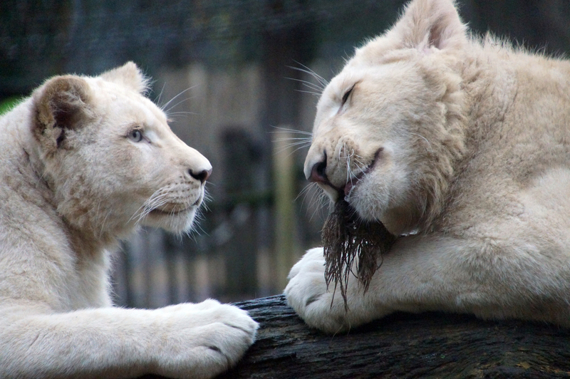 DSC05421 Afrikaanse witte leeuwen (jong)