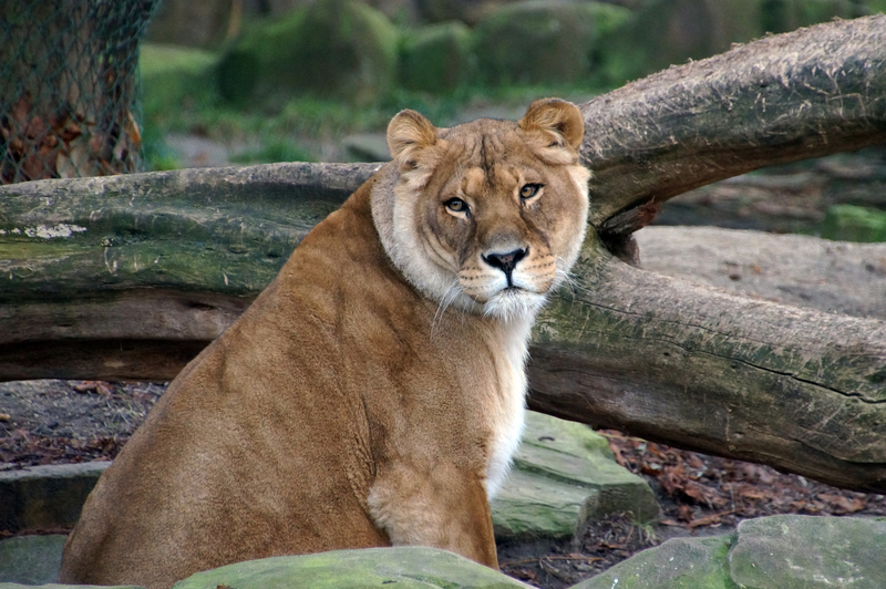 DSC06229 Afrikaanse leeuwin