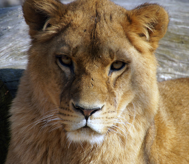 DSC09276 Afrikaanse leeuwin