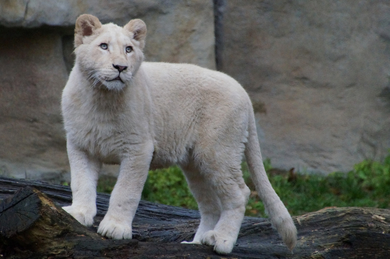 DSC05443 Afrikaanse witte leeuw (jong)