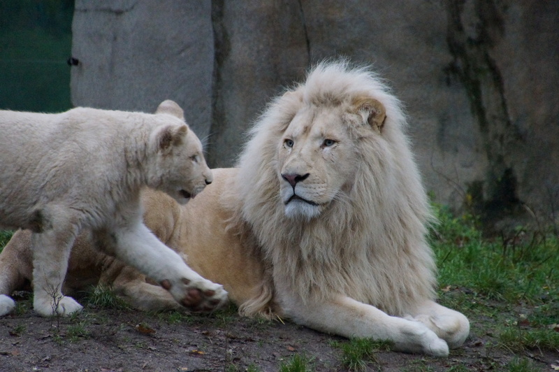 DSC05570 Afrikaanse witte leeuwen (papa met jong)