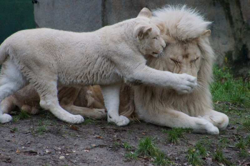 DSC05571 Afrikaanse witte leeuwen (papa met jong)