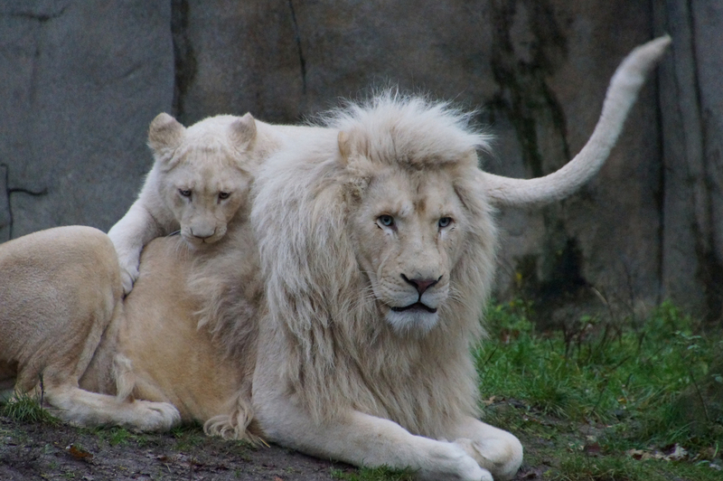 DSC05575 Afrikaanse witte leeuwen (papa met jong)
