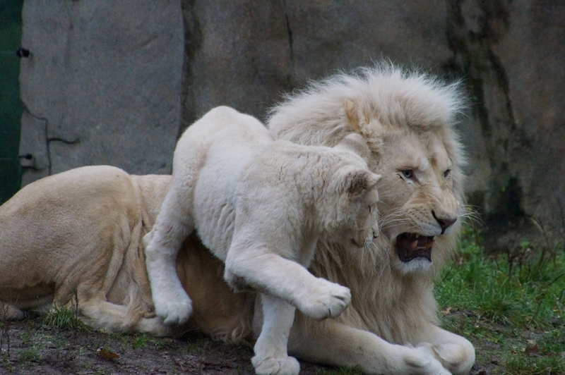 DSC05579 Afrikaanse witte leeuwen (papa met jong)