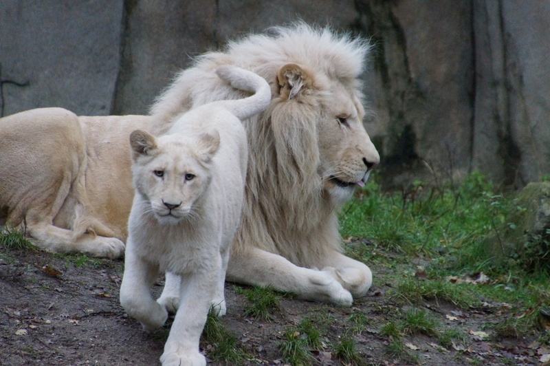 DSC05581 Afrikaanse witte leeuwen (papa met jong)