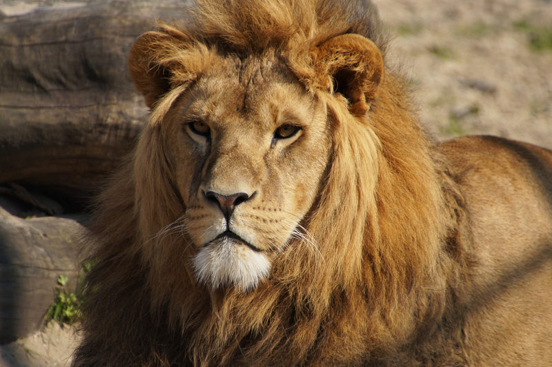 DSC09222 Afrikaanse leeuw
