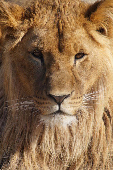 DSC9178 Afrikaanse leeuw