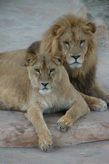 DSC04370 Afrikaanse leeuwen
