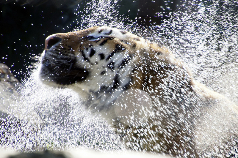 _DSC9346 Siberische tijger