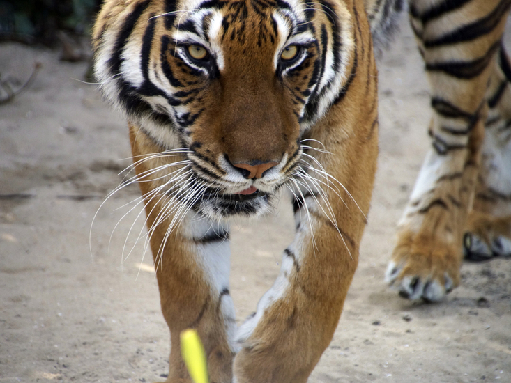 _DSC9651 Bengaalse tijger
